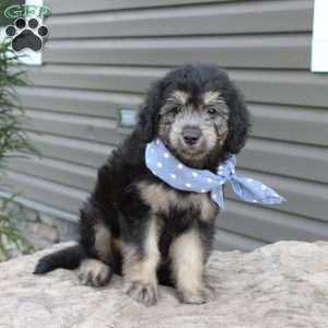 Roscoe, Mini Goldendoodle Puppy